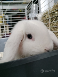 Coniglietto nano ariete occhi azzurri