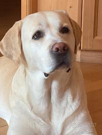 Labrador adulta