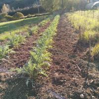 Piantine di carciofo bianco di Auletta Pertosa