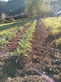 Piantine di carciofo bianco di Auletta Pertosa