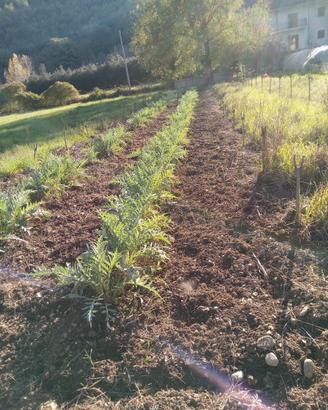 Piantine di carciofo bianco di Auletta Pertosa