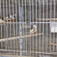 Diamanti mandarini pezzati