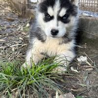 Husky siberiano