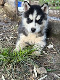 Husky siberiano