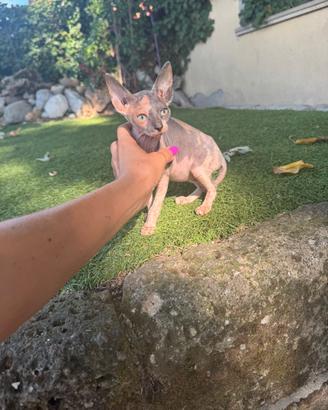 Gatto Sphynx Tricolore femmina
