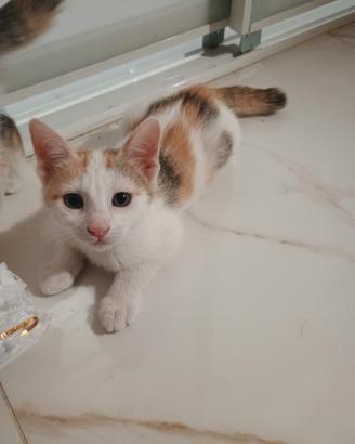 Gattina di due mesi e mezzo
