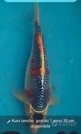 carpe koi