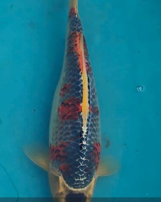 carpe koi