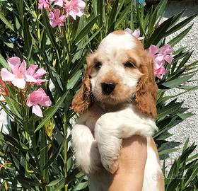 Cocker spaniel femmina
