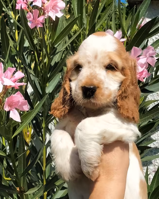 Cocker spaniel femmina