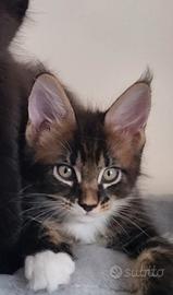 cucciolo Maine Coon 
