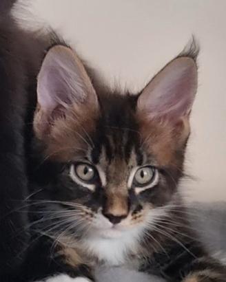 cucciolo Maine Coon 