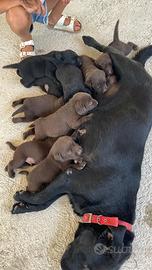 Labrador marroni e neri con pedigree