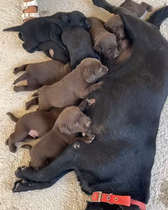Labrador marroni e neri con pedigree