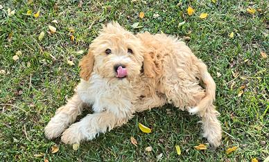 Cucciola di Lagotto Romagnolo date un occhiata
