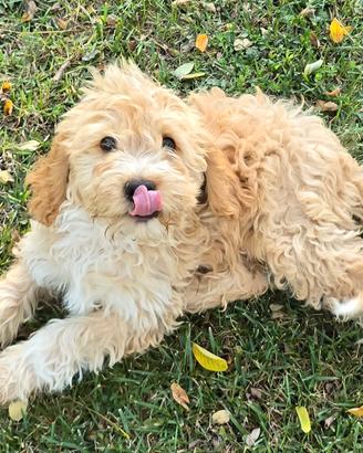Cucciola di Lagotto Romagnolo date un occhiata