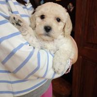 Cucciola di barboncino nano