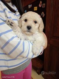 Cucciola di barboncino nano