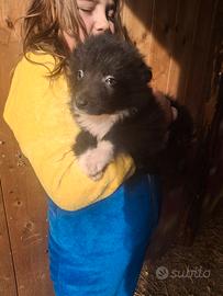 Cuccioli pastore della lessinia del lagorai