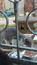 Gattina femmina 3 mesi