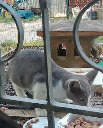 Gattina femmina 3 mesi