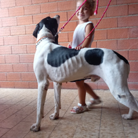 Pointer inglese maschio