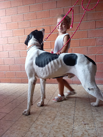 Pointer inglese maschio