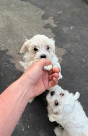 Cuccioli maltesi 2 mesi