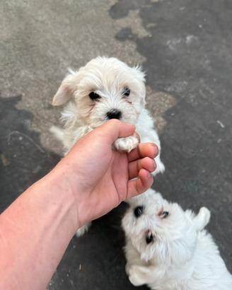 Cuccioli maltesi 2 mesi