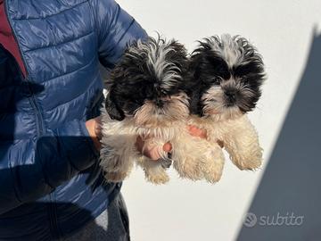 Cuccioli di Shih Tzu