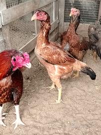 Aseel galline