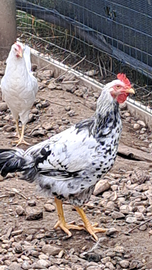 Giovani galli robusta maculata