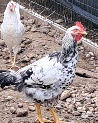 Giovani galli robusta maculata