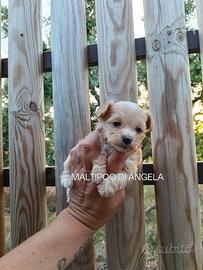 Maltipoo
