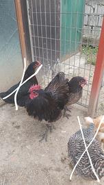 Coppia Australorp Blu