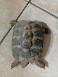 Tartarughe di terra