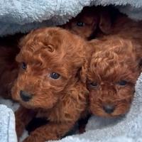 Barboncini mini toy red