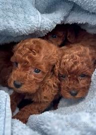 Barboncini mini toy red