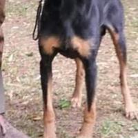 Cane segugio italiano a pelo forte