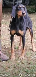 Cane segugio italiano a pelo forte