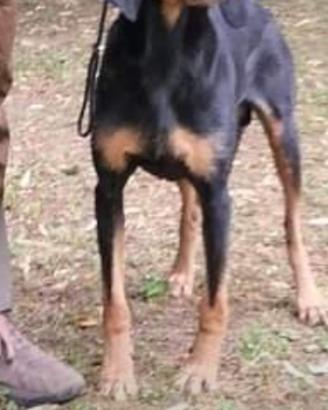 Cane segugio italiano a pelo forte