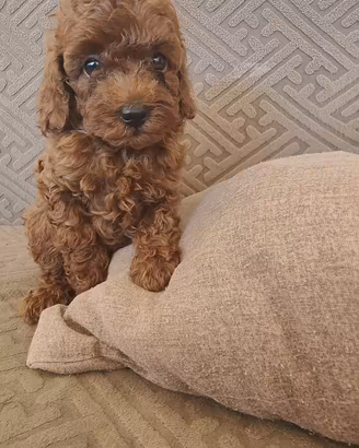 Cuccioli di barboncini toy con pagamento rateale