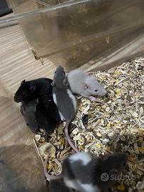 Kit per ratti da compagnia