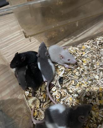 Kit per ratti da compagnia