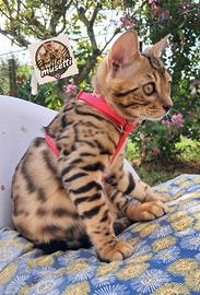 Bengala cuccioli con pedegree