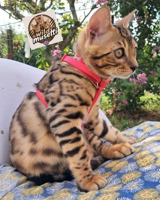 Bengala cuccioli con pedegree