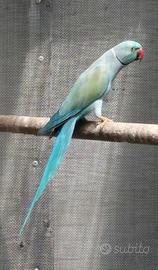 Parrocchetto dal collare maschio