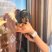 Cuccioli di bassotto nero focato