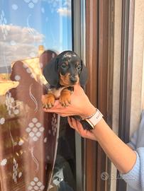 Cuccioli di bassotto nero focato