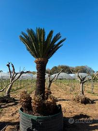 Esemplare di Cycas